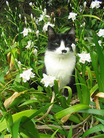 ハナクロ　シャガの花と