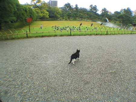 ハナシロ　鳩とお遊戯