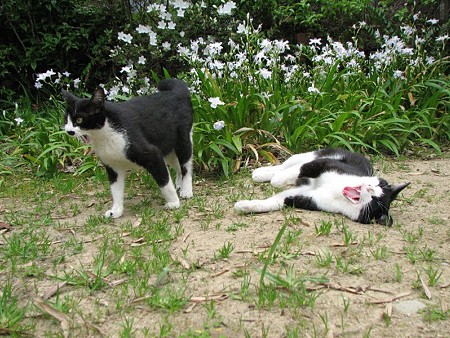 ハナシロとハナクロ　シャガの花のところで二匹であくび