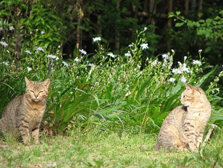 キジトラの親子とシャガの花