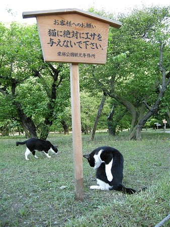 高札とハナシロとハナクロ