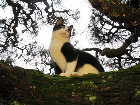 栗林公園的猫松　ハナシロ