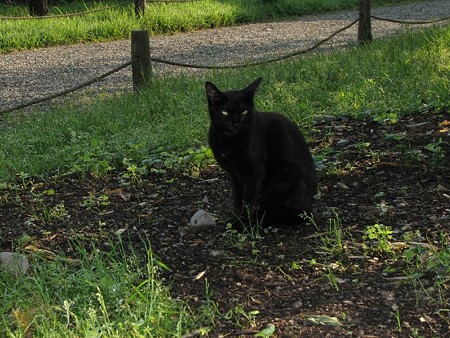 黒猫3号