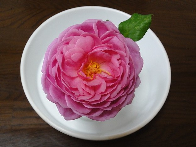 151119-2　ピンクのつるバラ