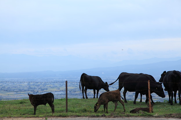 立山連峰を背景に　牛さん、子牛も 長閑に
