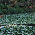 Photos: 睡蓮の池　夕暮れ