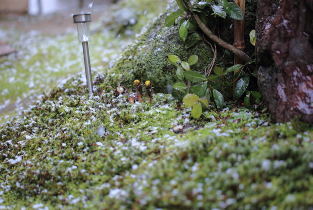 Photos: 庭に降る雪（2）