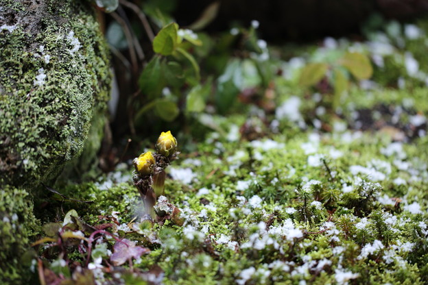 庭の苔と福寿草＆Snow