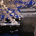 Photos: 金沢城と夜桜