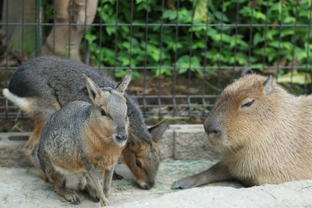 カピバラとマーラ