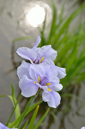 照花