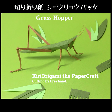 ショウリョウバッタさん