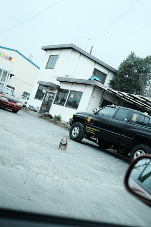 番犬-6060