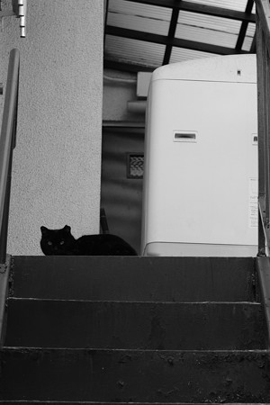 acros_黒猫-6601