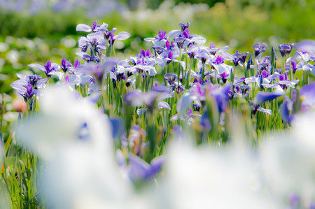 2014年6月・加茂花菖蒲園-2