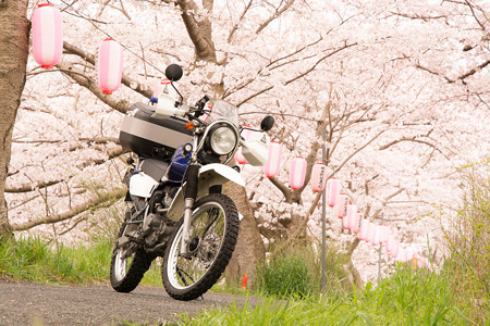玉川の桜・2
