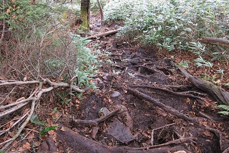 20111030-131528 下山道の様子