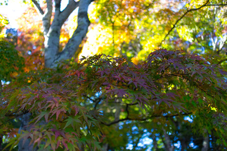 20141018_132949_Canon EOS M 雲場池