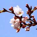 Photos: 我が街の桜が開花