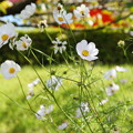 風にそよぐ