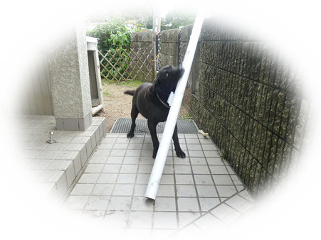 Patochan_1