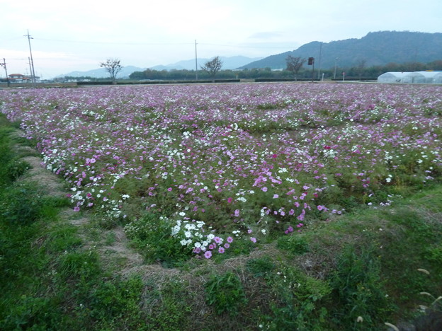 せせらぎの里こうら (3)