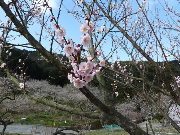 金熊寺_20160224_CT (3)