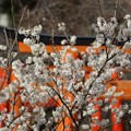 Photos: HiranoMomoSakura_DSC00582