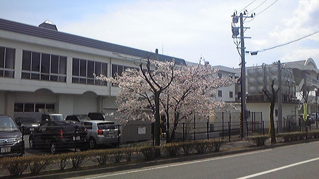 小学校入学式。珍しく桜が間に合った。まだ五分咲きぐらいだけど、入...