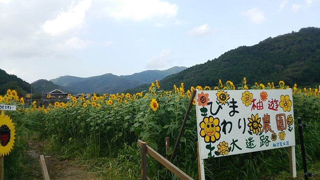 「ひまわり柚遊農園」のひまわり迷路