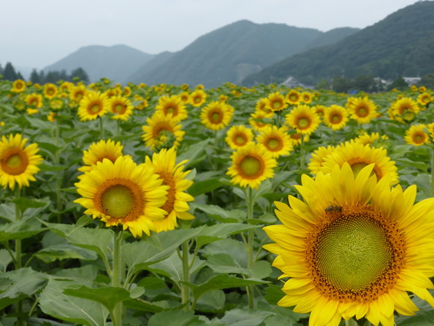 佐用町林崎地区のひまわり