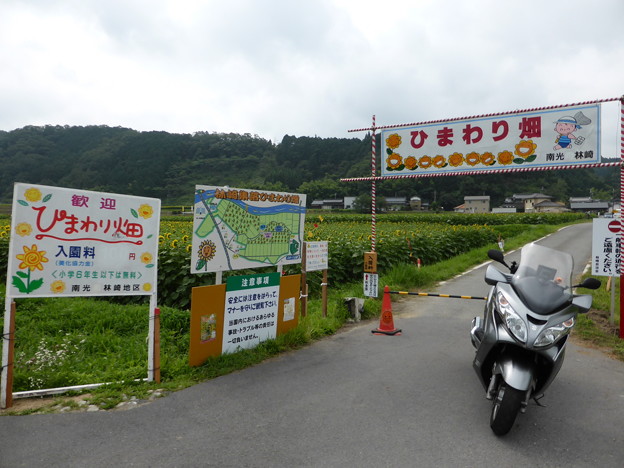 佐用町林崎地区のひまわり畑