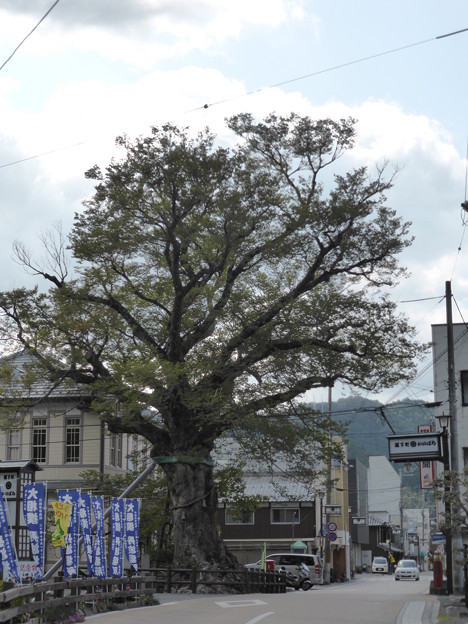 木の根橋のケヤキ