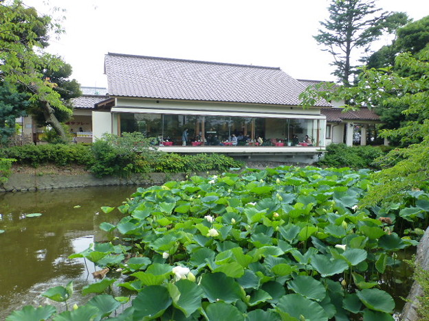 鶴岡八幡宮 平家池 写真共有サイト フォト蔵