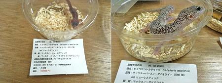 スーパーマックスノーダイオライト1
