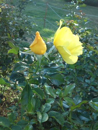 黄色いバラの花言葉は「あなたに恋します」