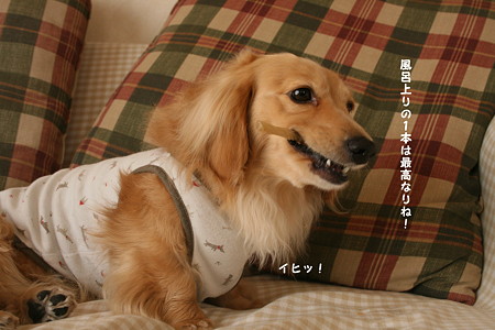 摩耶1