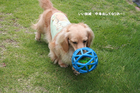摩耶12