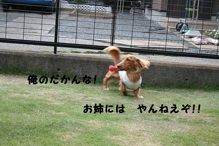 お庭で~ 5
