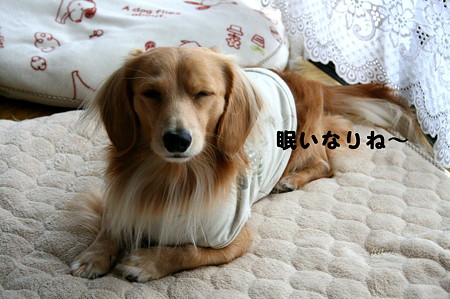 摩耶 1
