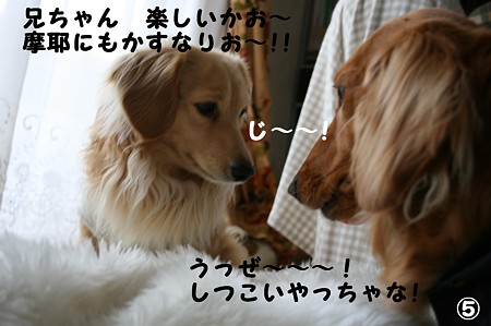 東矢くんと摩耶さん5
