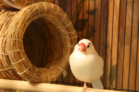 さくら (桜文鳥パイド系♂)