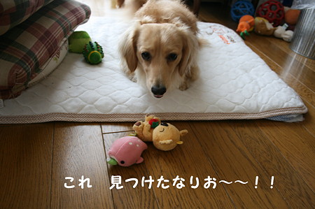 コアラ 1