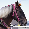 Photos: コウシュハクィーン
