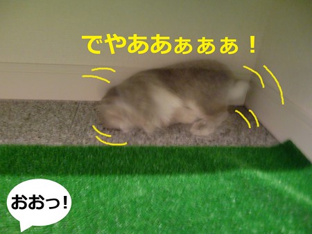 ぴやっと1