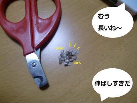爪切り6