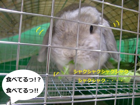 にんじん1