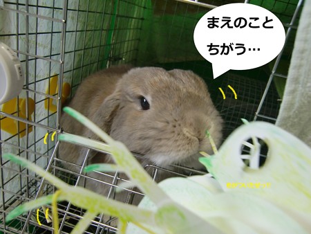ミジンコ3