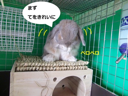 ぺろ1