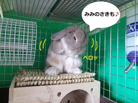 ぺろ2